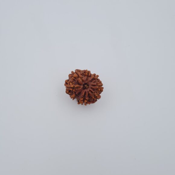 8 Mukhi Nepal Rudraksh