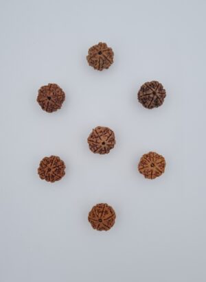 6 Mukhi Nepal Rudraksh