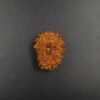 14 Mukhi Rudraksh - Nepal - 61095RD